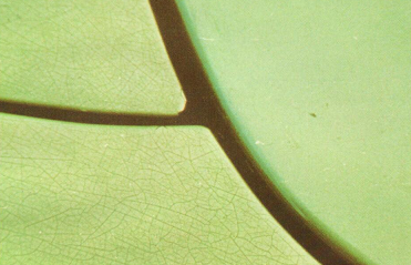 Boya Kusurları, Nedenleri ve Onarım Yöntemleri