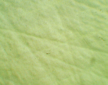 Boya Kusurları, Nedenleri ve Onarım Yöntemleri